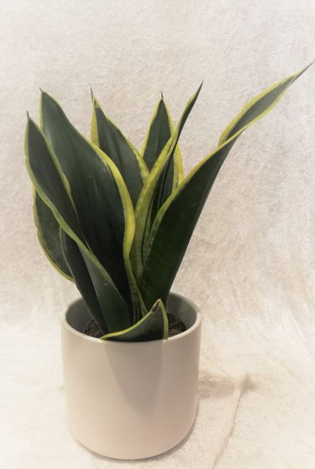 Hovedbilde Lettstelt potteplante